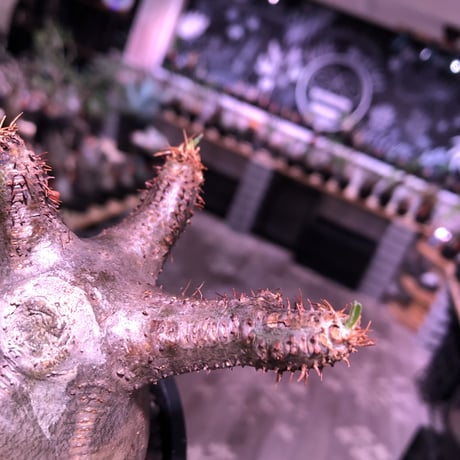 packypodium  gracilius《M  size》※現地球発根済株※新芽もお目覚め球体選抜株‼︎短枝おすすめグラキ‼︎※mad black pot植え