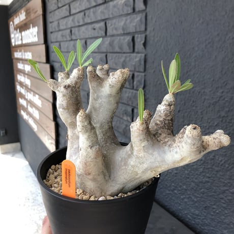 packypodium  inopinatum《L size》