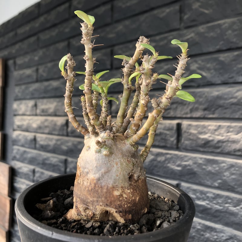 pachypodium bispinosum 《小さめM size》※現地球発根後店主国内管理...