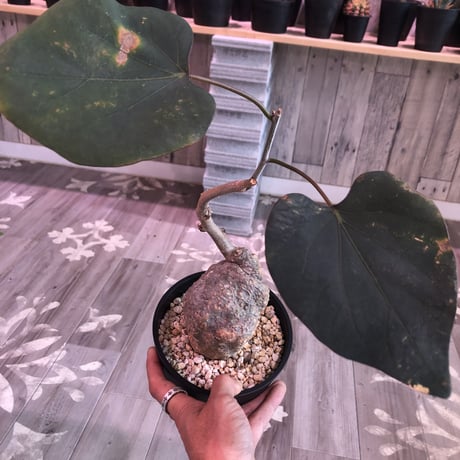 adenia    stylosa《M  size》発根済み株　再入荷分‼︎