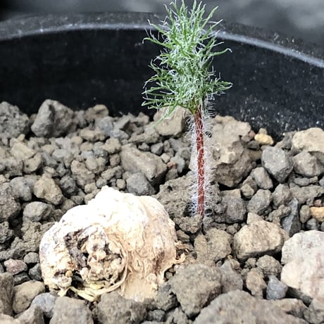 eriospermum dregei《M size》驚愕‼︎冬型激希少種※現地球発根後店主国内管理5年株※まず出回らない現地球株‼︎ビッグサイズ立体塊根＆極美しい葉※mad black pot植え