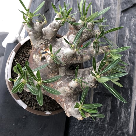 pachypodium brevicalyx 《XL size》※現地球株発根済※bigサイズ‼︎低重心半端なき枝振りも堪らない※brown marble bowl pot植え