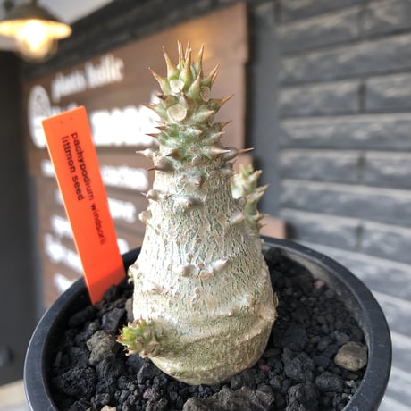 pachypodium windsorii《M size》※選抜littmon seed🌱※weight低き極ぼってり株元&枝振りも◎良樹形※mad black pot植え