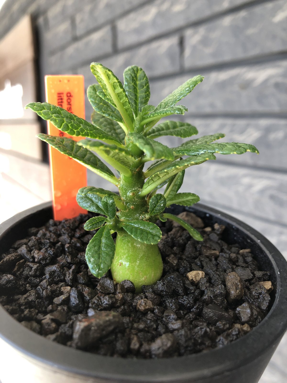 ユーフォルビア峨眉山親株細川政己セット