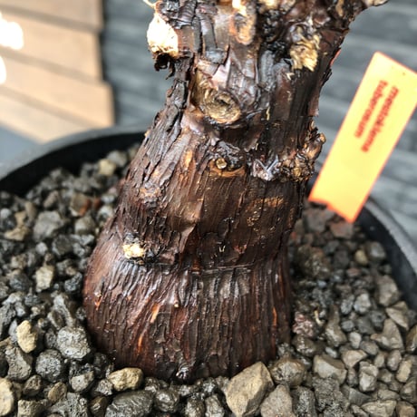 mestoklema tuberosum《M size》※現地球発根後店主国内管理4年株※compact且つ絶妙な纏まり良き良樹形‼︎冬季も動く唯一無二な希少灌木※mad black pot植え