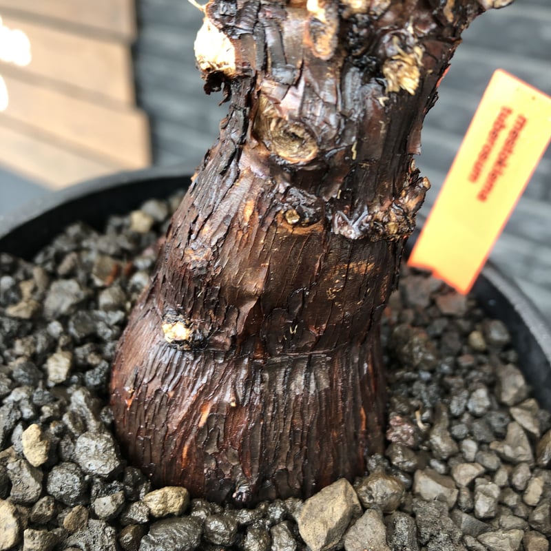 mestoklema tuberosum《M size》※現地球発根後店主国内管理4年株