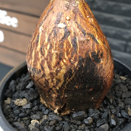 pachypodium succulentum 《M size》※現地球株発根済※サキュレンタムらしからぬ濃いめの肌に整った丸み強き良樹形が堪らない‼︎※mad black pot植え