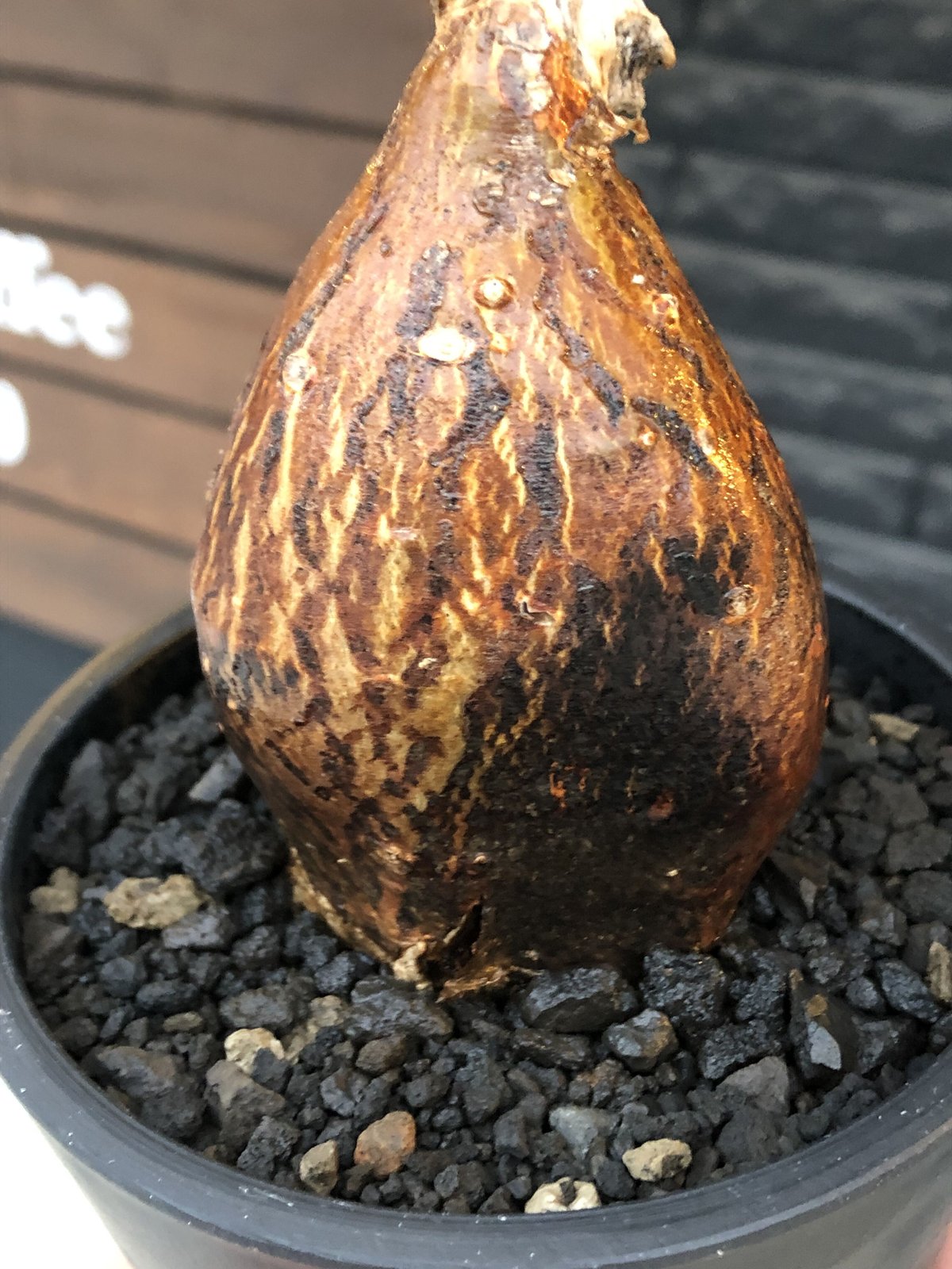ブレビカリックス① 現地球発根済XL パキポディウム