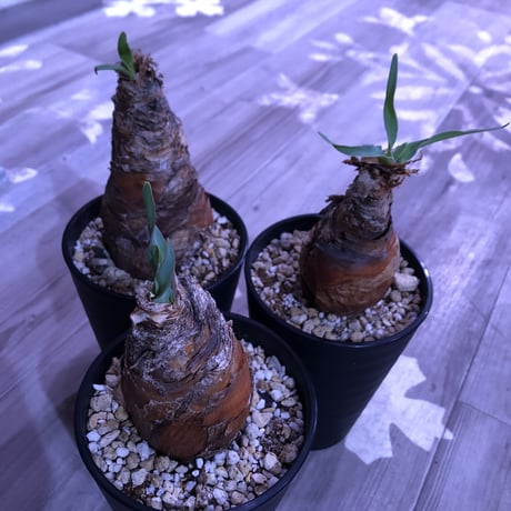 boophane   disticha《M size》成熟時の真っ赤な花とこの表皮が魅力