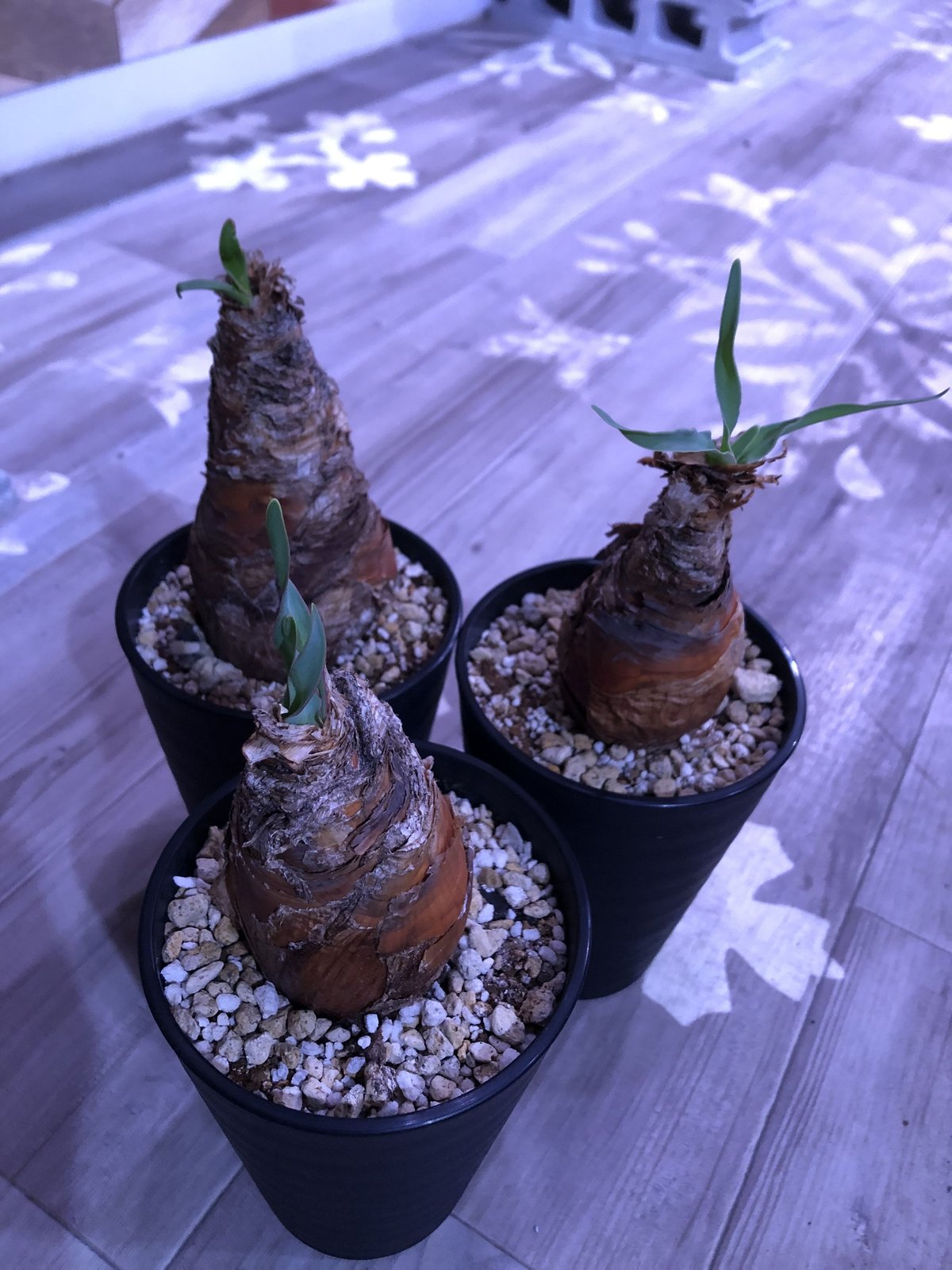 boophane disticha《M size》成熟時の真っ赤な花とこの表皮が魅力 | 