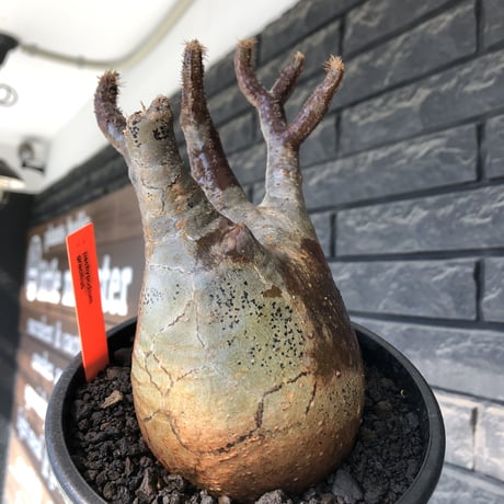 pachypodium gracilius《小さめ L size》※一部極赤肌&低重心株※現地球発根後店主国内管理4年株※班模様みたく赤肌とぼってり樹形が堪らない※mad black pot植え