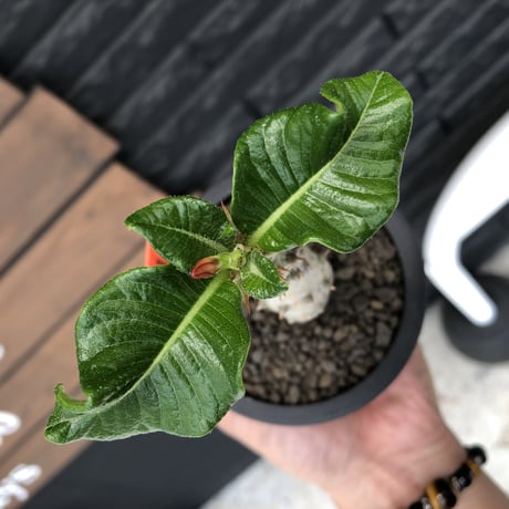 pachypodium  windsori i× baronii  《M size》希少※現地実生発根済株※成長楽しみな双方の良さが活きた将来有望株※mad black pot植え