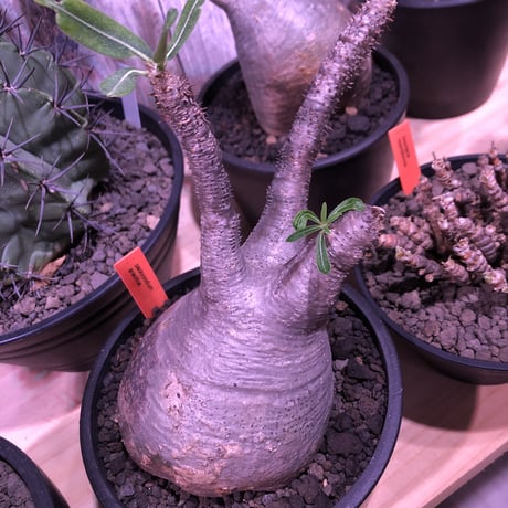 packypodium  gracilius《大きめM size》※現地球発根済み株‼︎ ※短枝で大きなでっぷりトトロ体型が愛くるしいグラキ※mad black pot植え