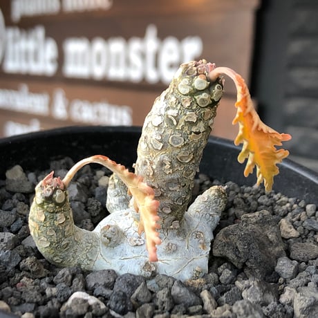 希少‼︎dorstenia  horwoodii《大きめM size》※現地球株発根済※極白肌&weight低きぼってり株元に良枝振りが堪らない※black bowl pot植え