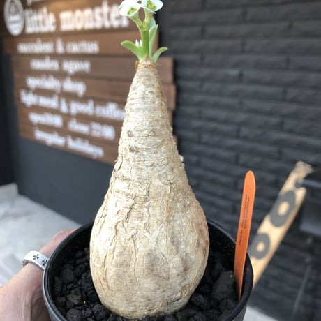 euphorbia    primulifolia  《花色  basic  white》