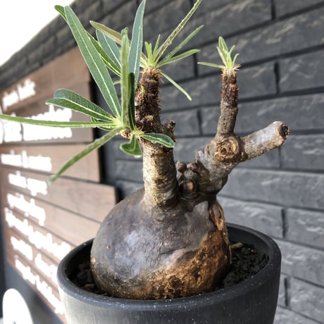 pachypodium gracilius《小さめL size》希少black肌+現地焼け※現地球発根後店主国内管理2年株※wildなcontrast株‼︎※mad black bowl pot植え
