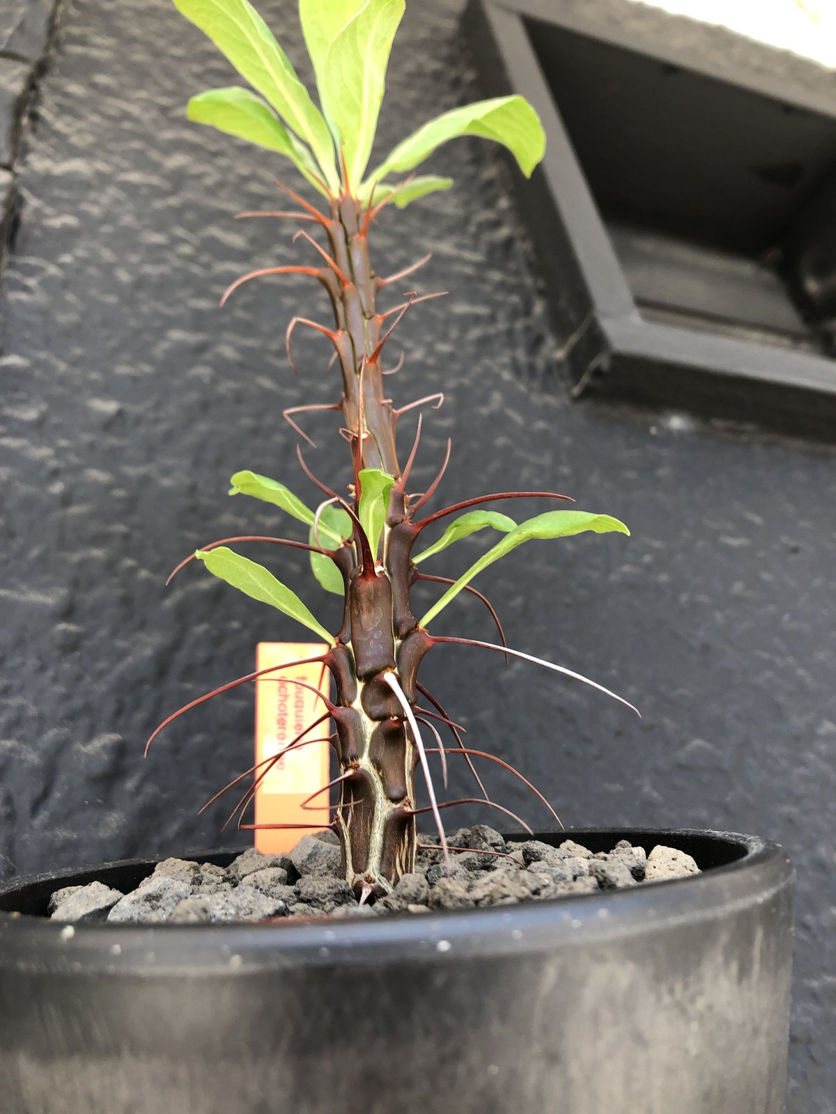 フォークイエリア オチョテレナエ 実生 Yahoo!オークション - フォークイエリア オチョテレナエ 実生苗