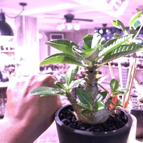 packypodium  windsori i《M size》発根済み株※（限定①株）ヤバイウィンゾリー‼︎  ※mad  black  pot植え   リトモンお墨付株‼︎