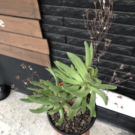tylecodon reticulatus《L size》※現地球発根済株※店主国内管理6年株※棘も美しく残り幹極太な良樹形‼︎impact抜群な一株※mad black bowl pot植え