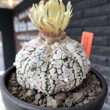 astrophytum asterias var.スーパー兜　V-type《L size》※店主国内管理4年株※ビッグで白肌が堪らない希少V-type‼︎※mad black bowl pot植え