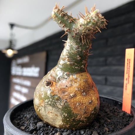pachypodium gracilius《M size》希少‼︎極green肌&球体双頭株※現地球株発根済※ビンテージ感強き格好良さと可愛らしさの両面を持つ一株※black bowl pot植え