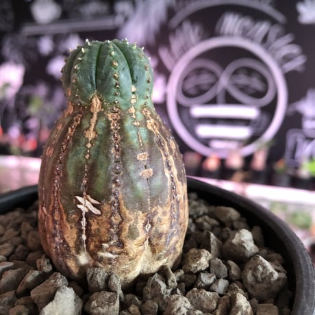 euphorbia  obesa《S  size》※現地球発根済株※小振りでも全身木質化したvintage感半端なきオベサ※mad black bowl pot植え