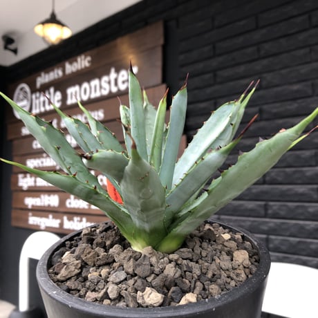 agave  macroacantha《大きめM size》※発根済株※発根後店主国内管理2年株※鋭く黒棘&青短葉typeのカッコいいマクロ‼︎※mad black pot植え