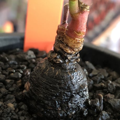 monadenium discoideum《M size 》※現地球発根後店主国内管理2年株※激希少種‼︎ツルツルブラック肌&葉とのcontrastも美しすぎる一株※mad black pot植え