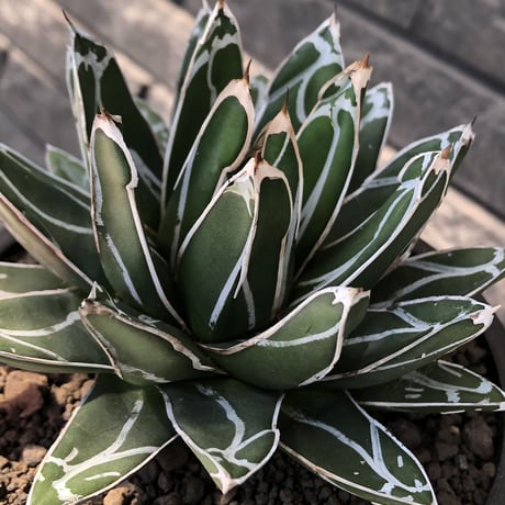 agave  笹の雪《小さめL size》※現地球発根後店主国内管理3年株※締まり&balanceも美しい良きサイズ感※mad black bowl pot植え
