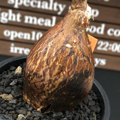 pachypodium succulentum 《M size》※現地球株発根済※サキュレンタムらしからぬ濃いめの肌に整った丸み強き良樹形が堪らない‼︎※mad black pot植え