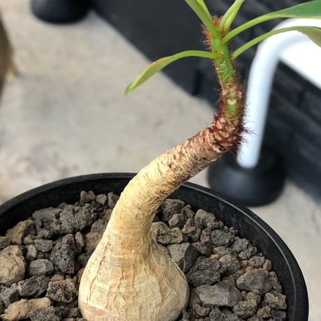 euphorbia ramena《M size》※現地球株発根済※ぽっこり丸み強き株元＆絶妙に捻くれた枝振りバランスが愛らしいラメナ※black bowl pot植え