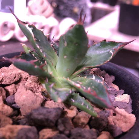agave    ドワーフィー