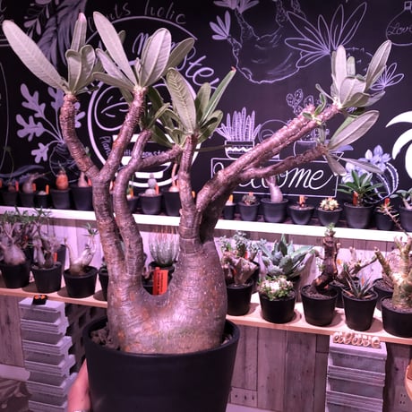 packypodium  gracilius《二分頭株》🌵🌵※現地球株  発根済み株‼︎  　限定1株　※希少株