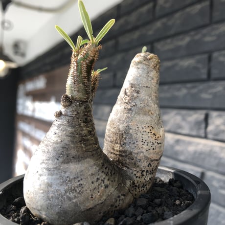 pachypodium gracilius《大きめS size》w-he'd株※現地球発根後店主国内管理3年株※weight低く丸みも強き良樹形株※mad black pot植え