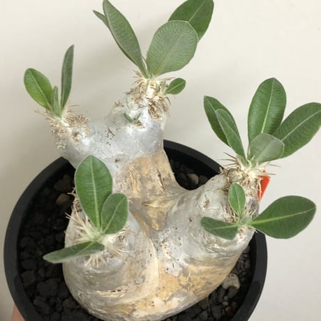 pachypodium  eburneum《L size》※現地球株発根済※エブレらしい樹形に極美しい白肌が魅力的な一株※mad black bowl pot植え