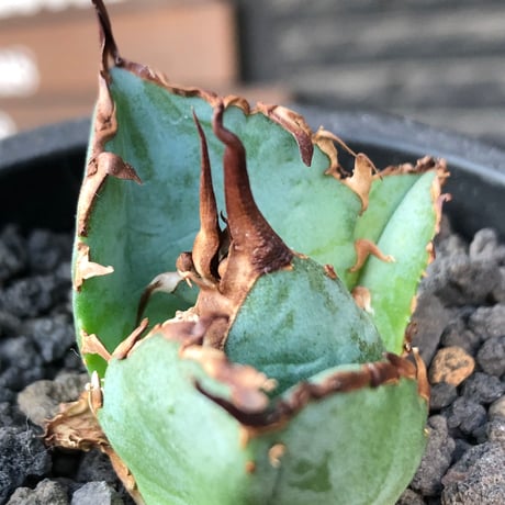 agave titanota  白鯨陽炎type《S size》※現地球株発根済 ③※唸り良き鋸歯に幅広肉厚タイプ※black pot植え