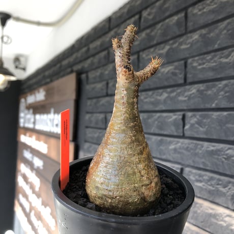 pachypodium gracilius《大きめS size》僅かにgreen肌&球体樹形※現地球発根後店主国内管理2年株※1頭枝のため少し縦に長めながら球体良樹形※mad black pot植え