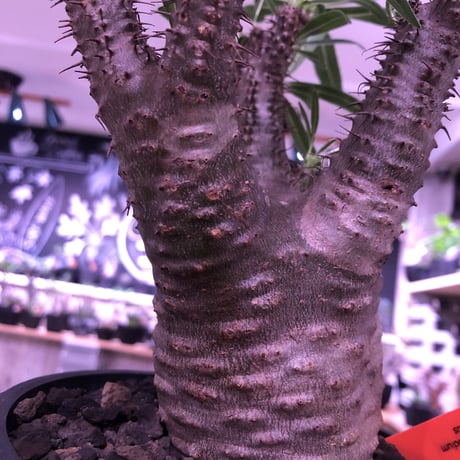 packypodium  gracilius《M size》※現地球発根済み株‼︎  （限定1株）筋筋とボコボコを主張する枝振り激しいwildグラキ‼︎ ※mad black pot植え