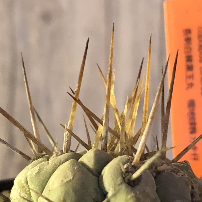 copiapoa cinerea 長刺白棘黒王丸《小さめM size》激希少