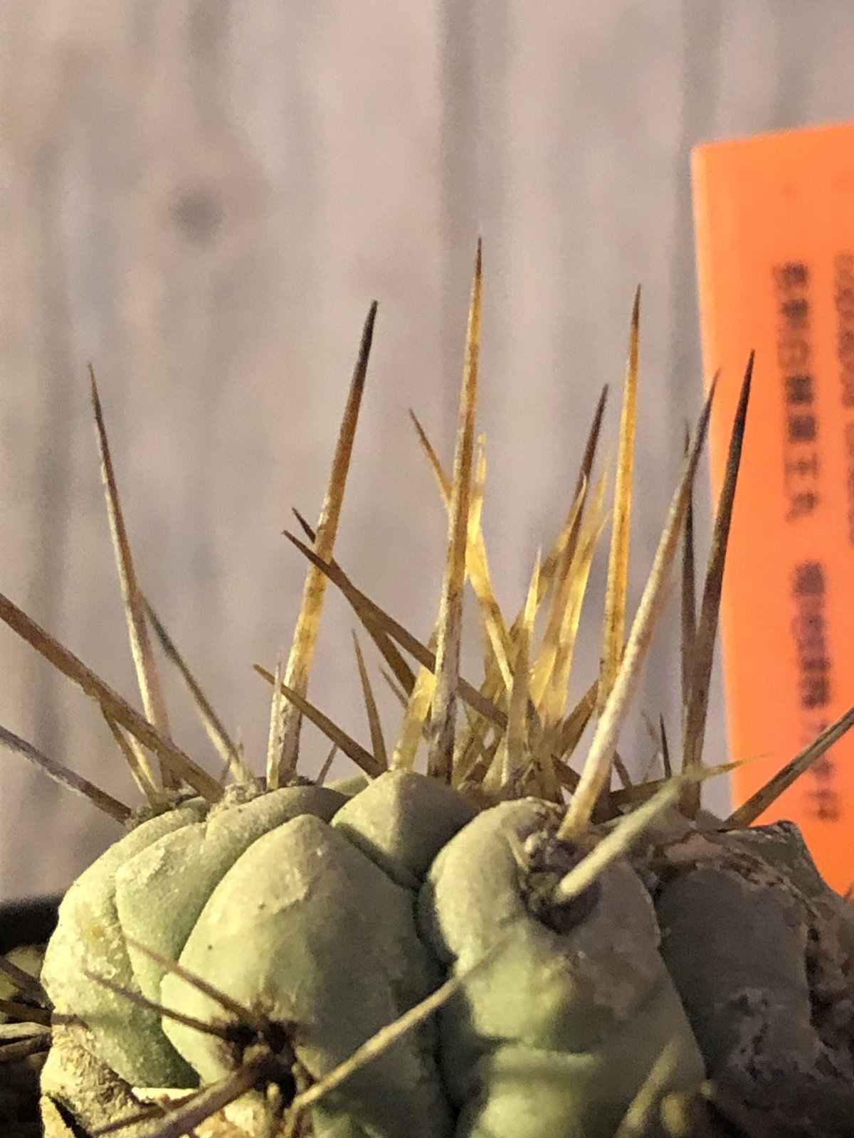 copiapoa cinerea 長刺白棘黒王丸《小さめM size》激希少