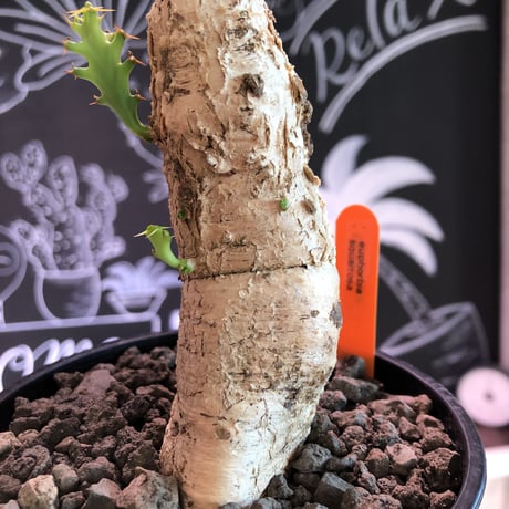 euphorbia    squarrosa《M  size》なんともかわいい奴