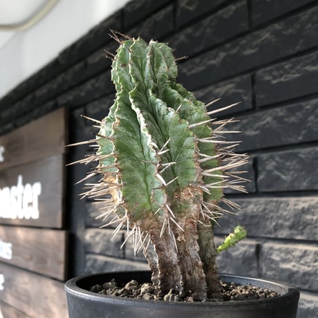 euphorbia horrida《大きめM size》子吹き株※現地球発根後店主国内管理6年株※子吹きも多くワイルドな木質化した出立ち※mad black pot植え