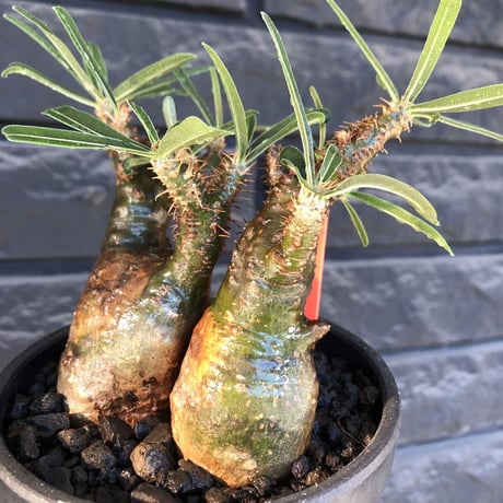 pachypodium gracilius《大きめS size》希少green肌&W-he'd株※現地球発根後店主国内管理3年株※極グリーン肌wild良樹形※mad black bowl pot植え