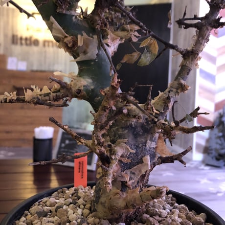 commiphora    africana《L size》