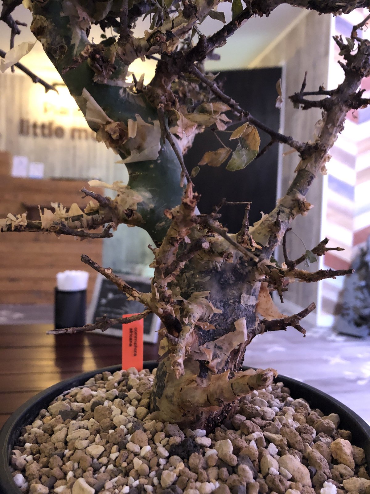 commiphora africana《L size》 | plants holic commiphora africana《L size》 | plants holic