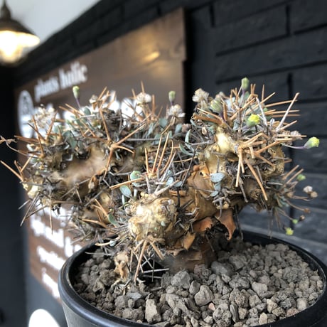 othonna  euphorbioides《L L size》※現地球発根後店主国内管理6年株※極太幹のどっしり構え&良枝振りvolume満点樹形※mad black pot植え