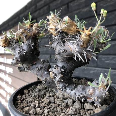 othonna  euphorbioides《L L size》※現地球発根後店主国内管理4年株※大きくどっしり構えの良balance樹形※mad black pot植え