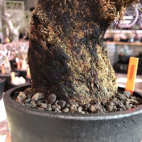xerophyta  trichophylla《S size》※現地球発根済株※驚愕強靭株※限りなくweightはlow‼︎品種としこれでもかわいい小振りサイズ‼︎※mad black pot植え