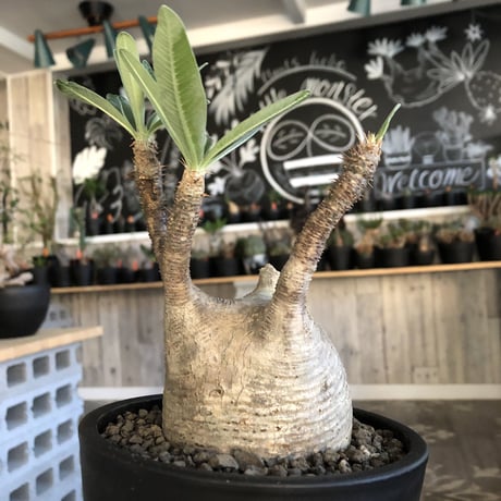 packypodium  gracilius 白肌まん丸《M size》  現地球  発根済み株  （限定1株）mad  black  pot植え