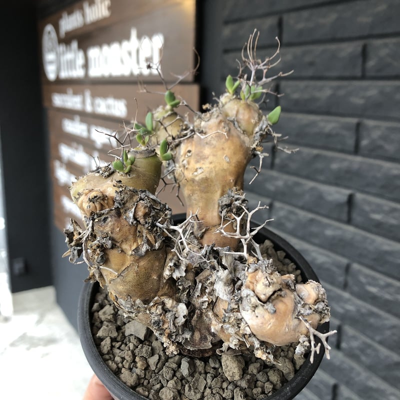 tylecodon reticulatus《大きめM size》※現地球発根済株※店主 tylecodon reticulatus《大きめM size》※現地球発根済株※店主